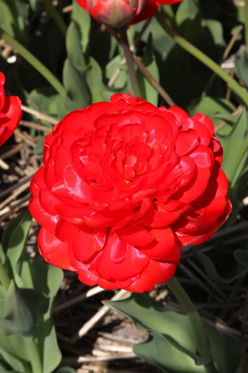Miranda - Tulip Bulbs