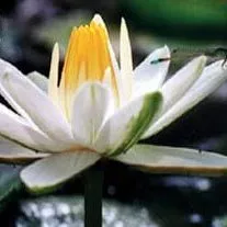 ‘Missouri’ Night-Blooming Tropical Water Lily