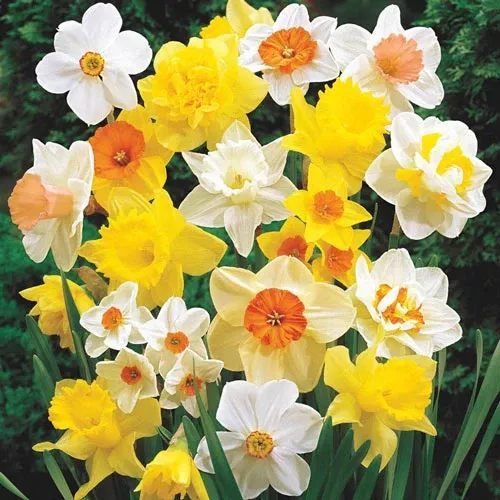 Mixed Daffodil Super Sak - Breck's Flower Bulbs