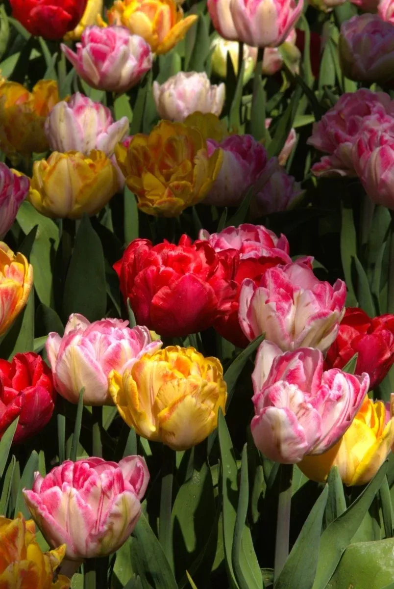 Mixed Foxtrot - Tulip Bulbs