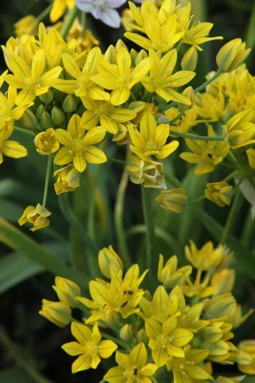 Moly - Allium Bulbs