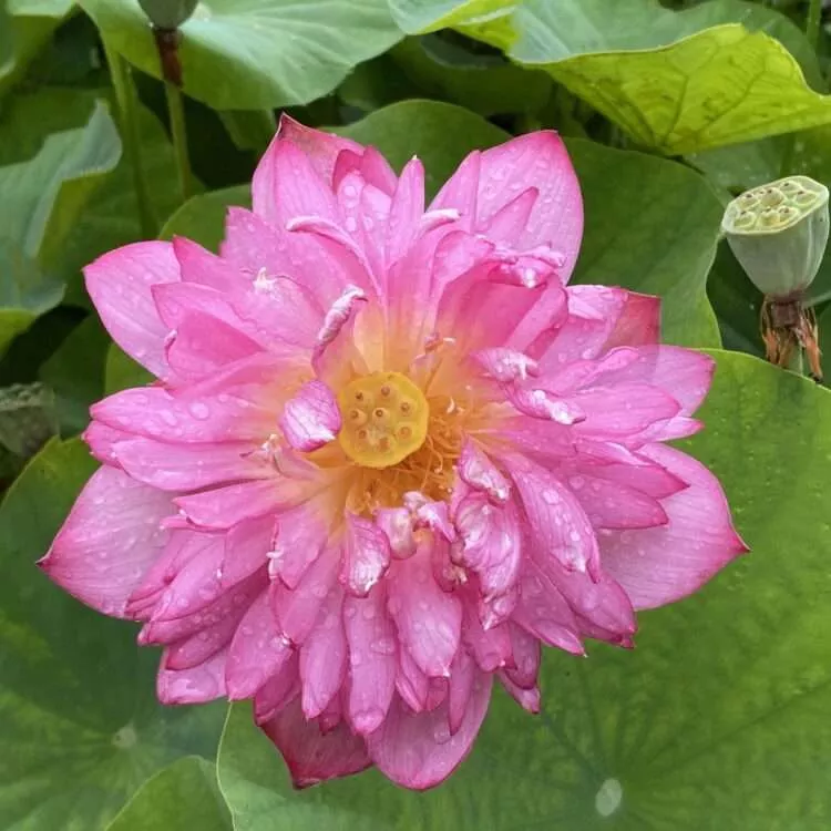 ‘Momo Botan Minima’ Semi-Dwarf Lotus