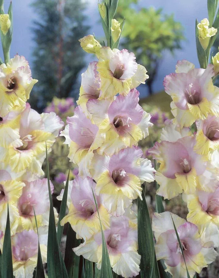 Mon Amour - Gladiolus Bulbs