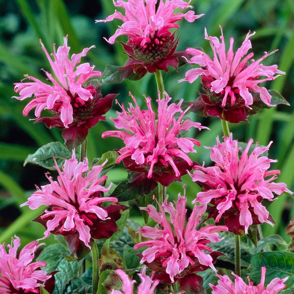 Monarda - Bee Balm - Aquarius