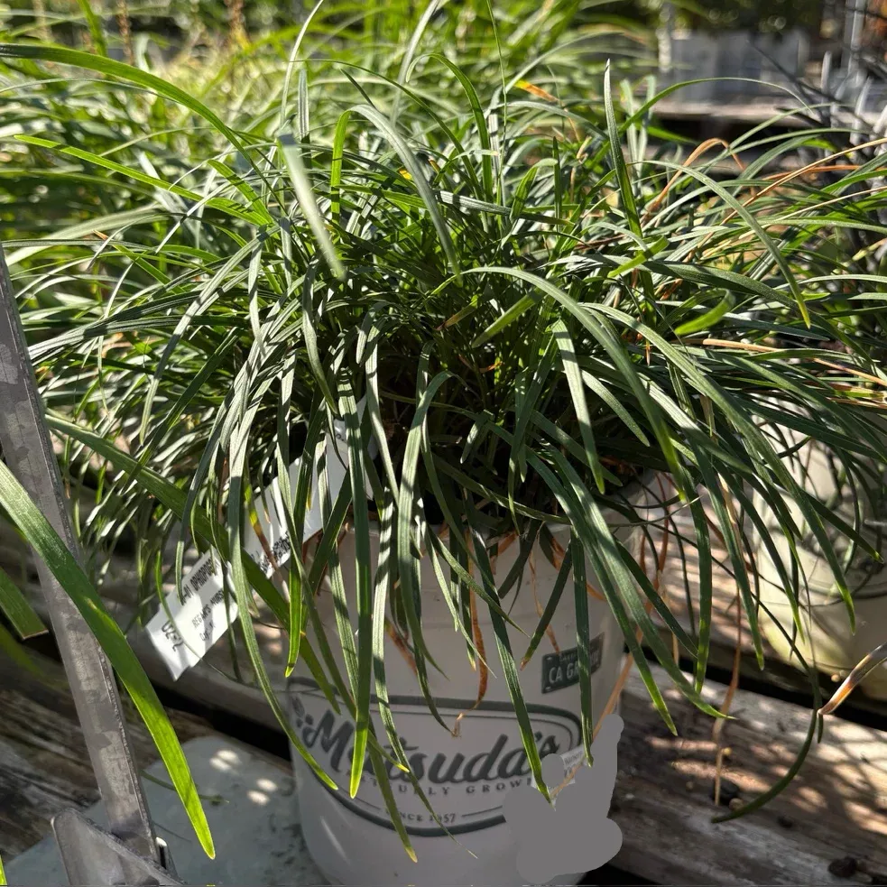 Mondo Grass