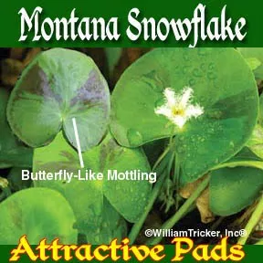 ‘Montana Snowflake’
