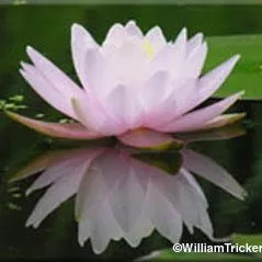 ‘Morning Glory’ Hardy Water Lily