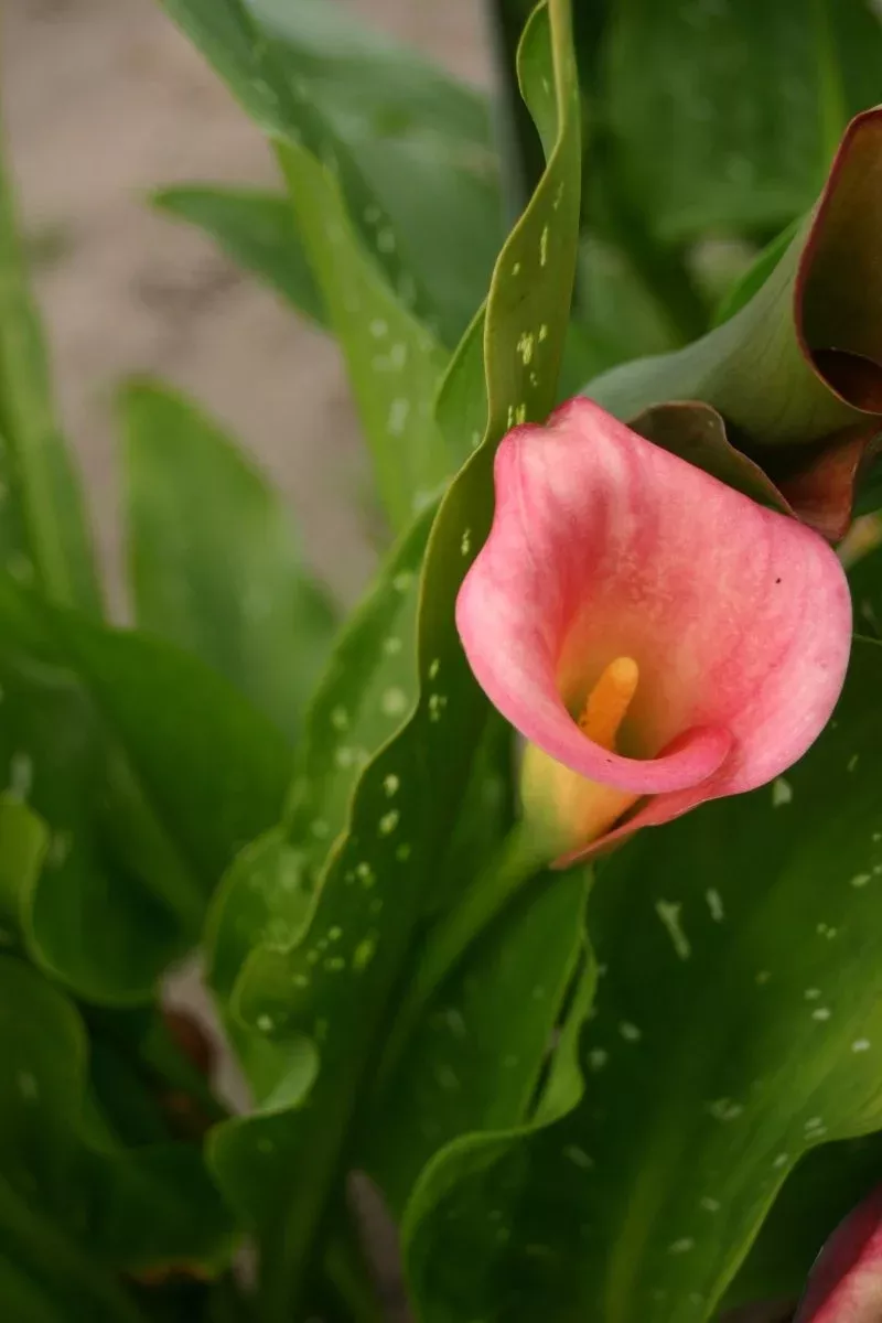 Mozart - Calla Bulbs