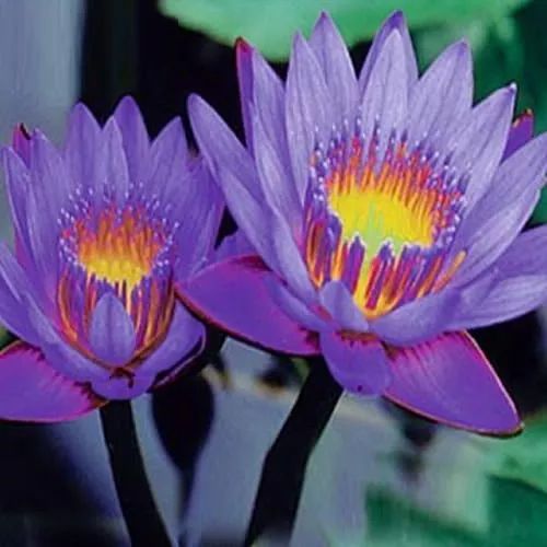 ‘Mrs. Martin Randig’ Tropical Water Lily