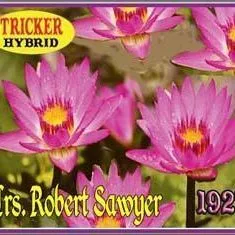 ‘Mrs. Robert Sawyer’ Tropical Water Lily