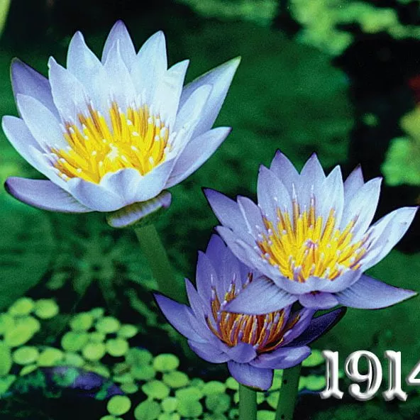 ‘Mrs. Woodrow Wilson’ Tropical Water Lily