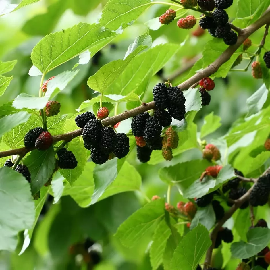 Mulberry Dwarf Black Tree