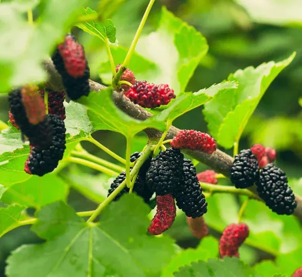Mulberry-Everbearing Tree
