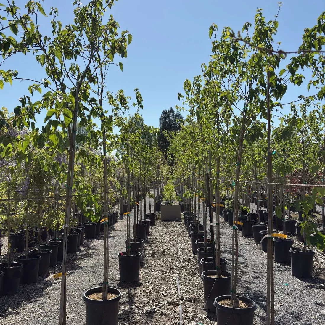 Mulberry Fruitless