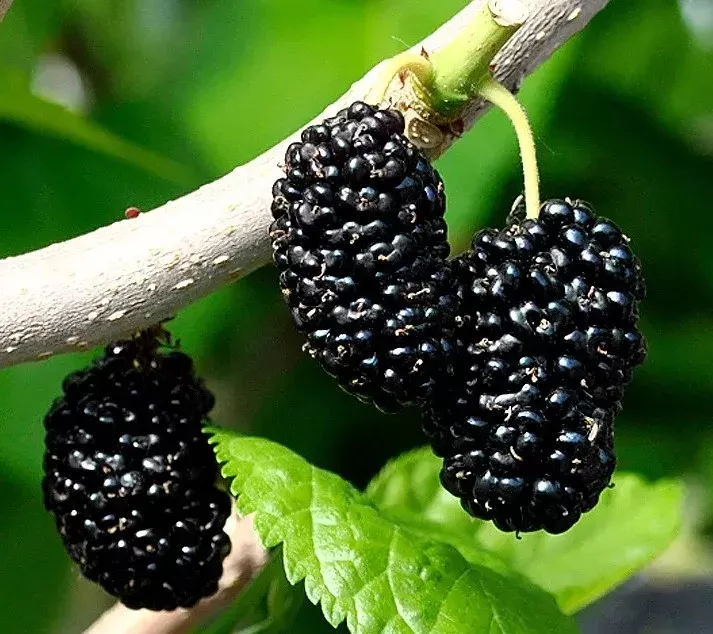 Mulberry-Shangri La Tree