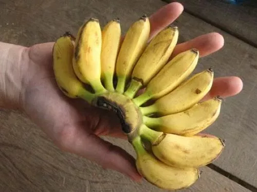Musa Banana Plant Starter - Small Rooted 2-8