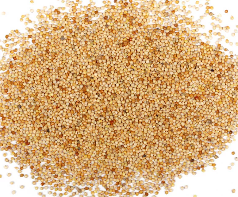 Myco Labs Bulk Organic White Millet Grain, 20lb
