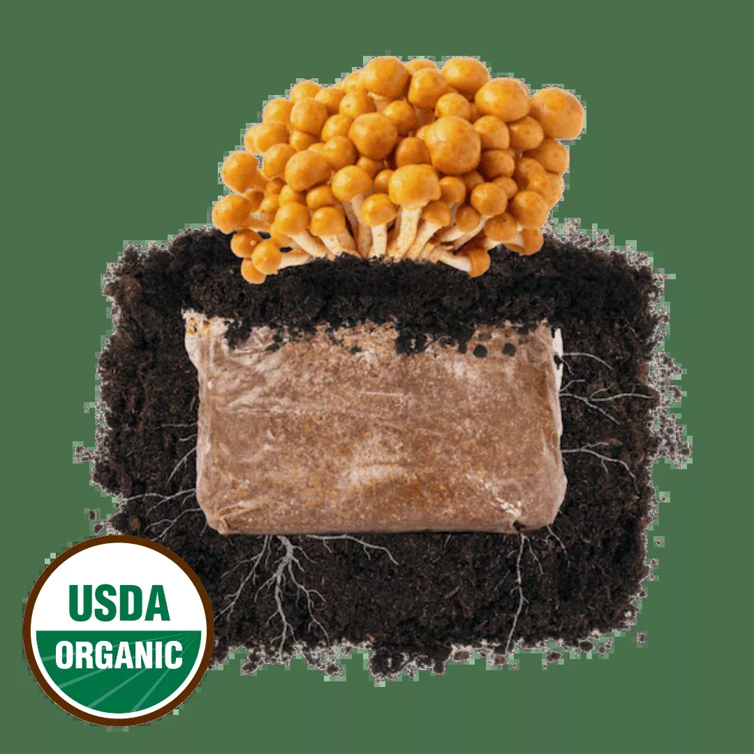 Nameko 'Plant & Grow' Mushroom Starter Block