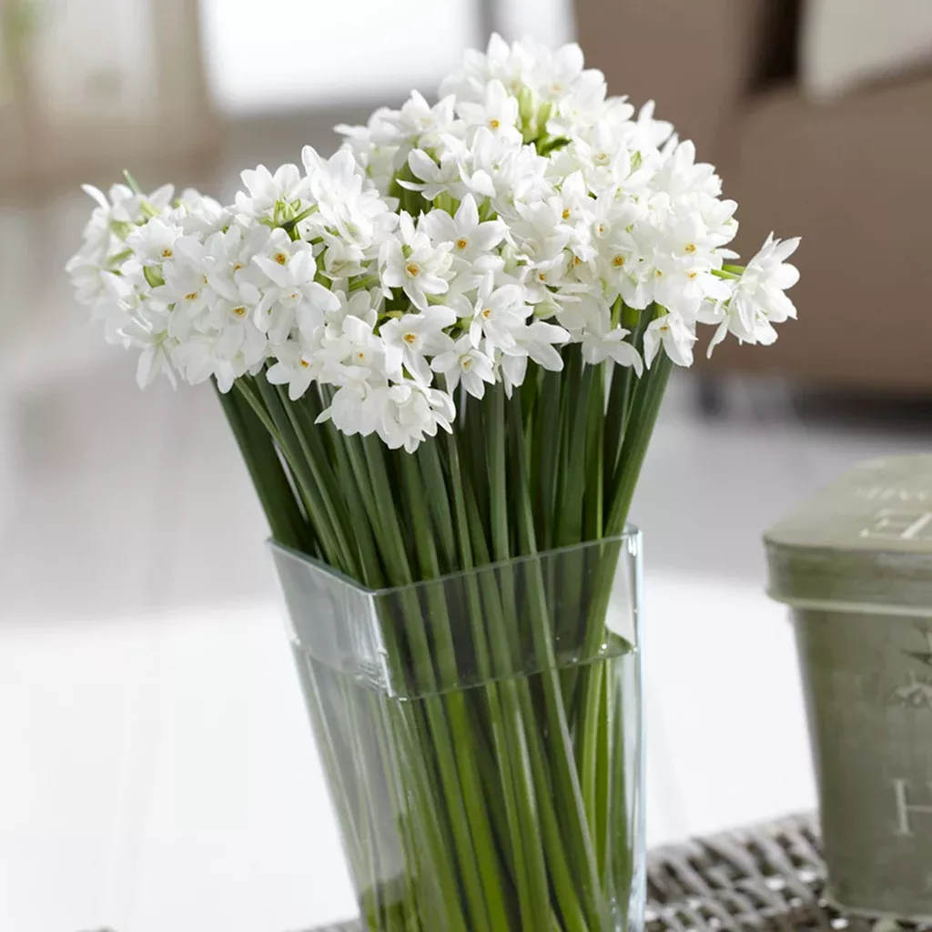 Narcissus - Paperwhite - Mammoth