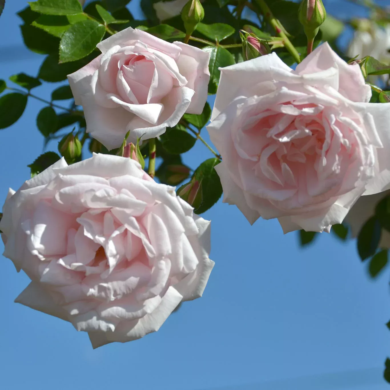 New Dawn Potted Climbing Rose
