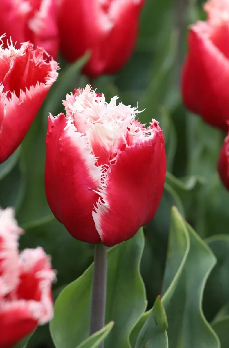 New Santa - Tulip Bulbs