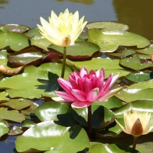 “New York-New Jersey Quartet” of Water Lilies