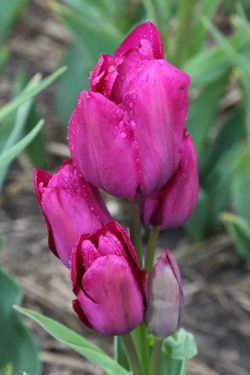 Night Club - Tulip Bulbs