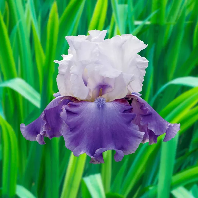Off The Shoulder Bearded Iris - Breck's Flower Bulbs
