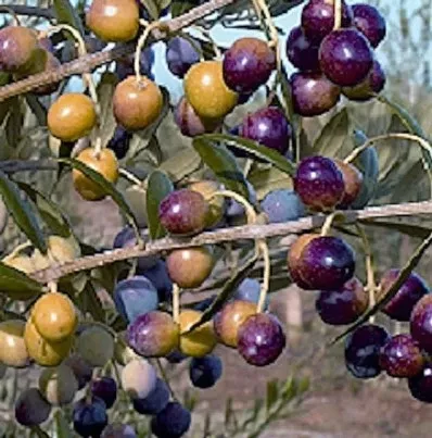 Olive - Arbequina Tree