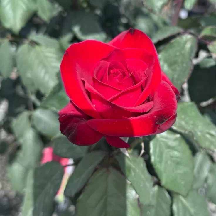 Olympiad Rose