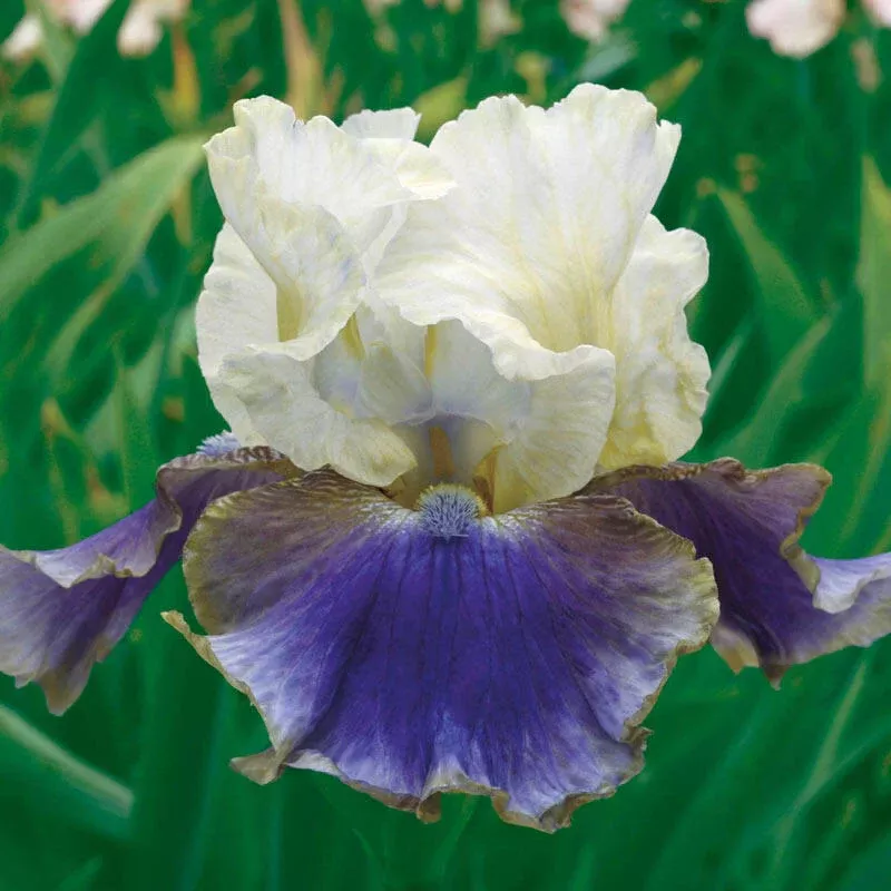 On Deck Reblooming Bearded Iris - Breck's Flower Bulbs