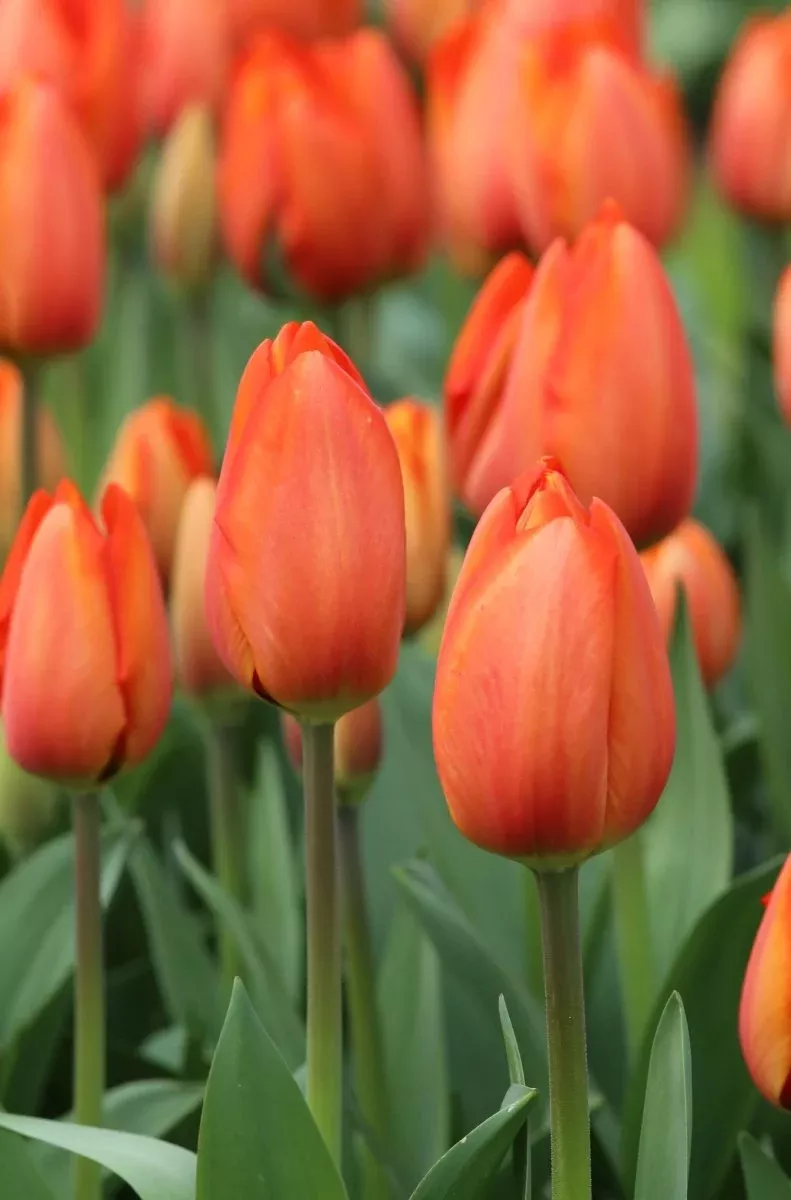 Orange Balloon - Tulip Bulbs