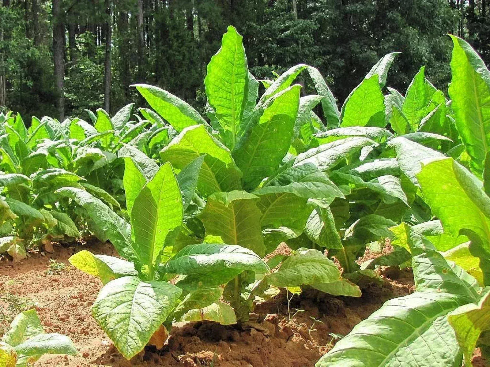 Organic Black Bolivian Tobacco Seeds 100 Count