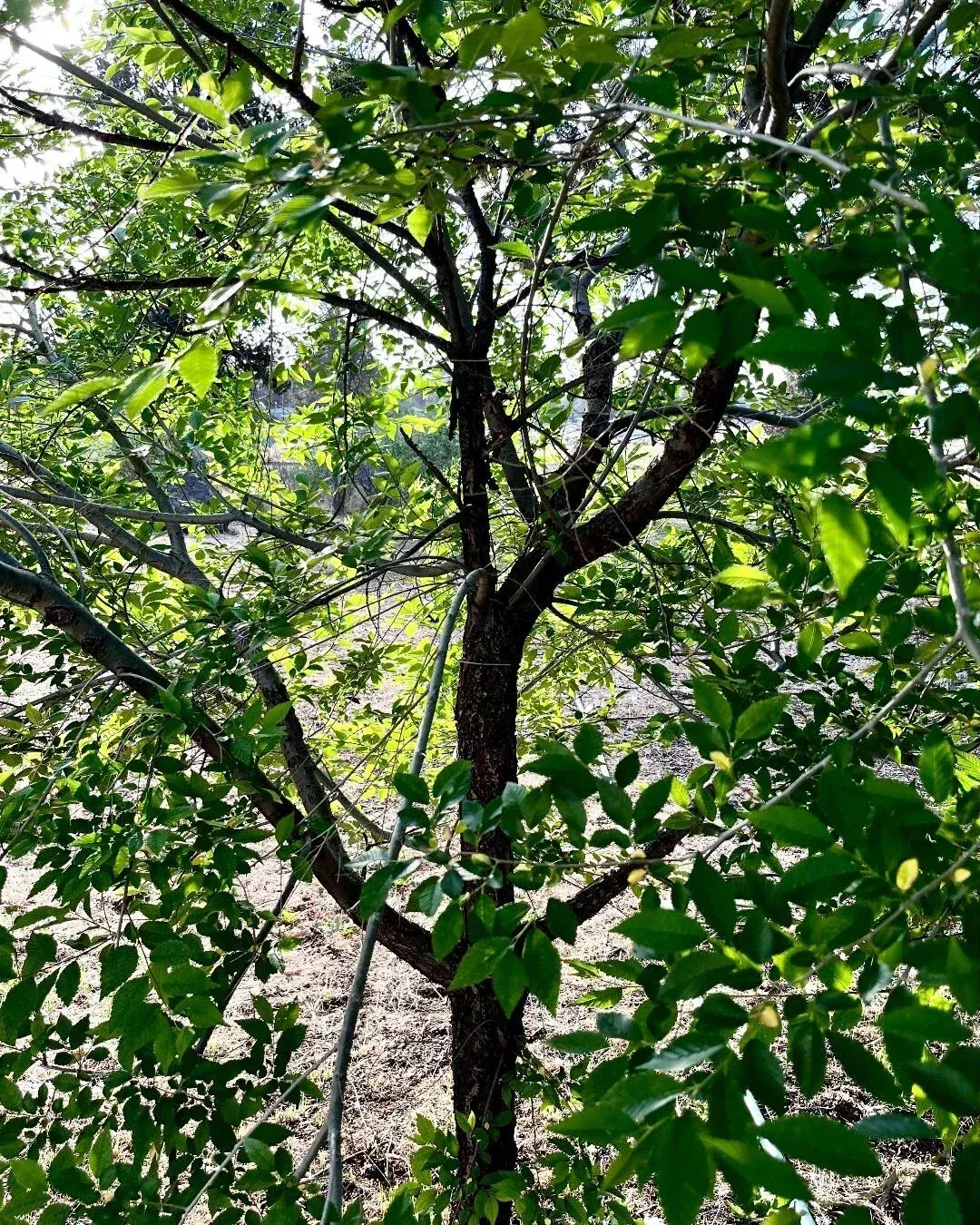 Organic Elm Tree Cuttings 6