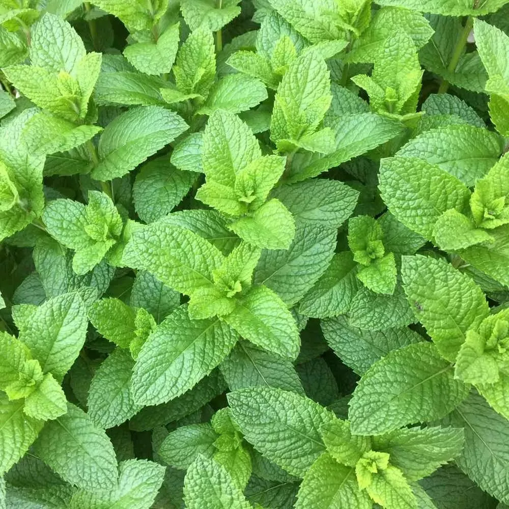 Organic Spearmint Plant