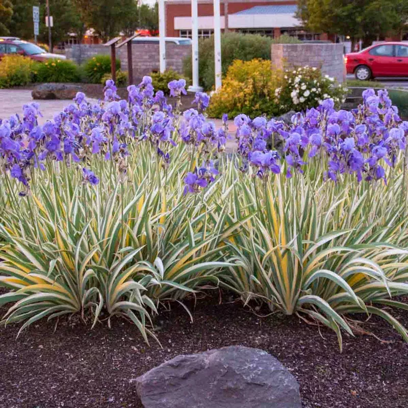 Pallida Variagata Gold Iris - Breck's Flower Bulbs