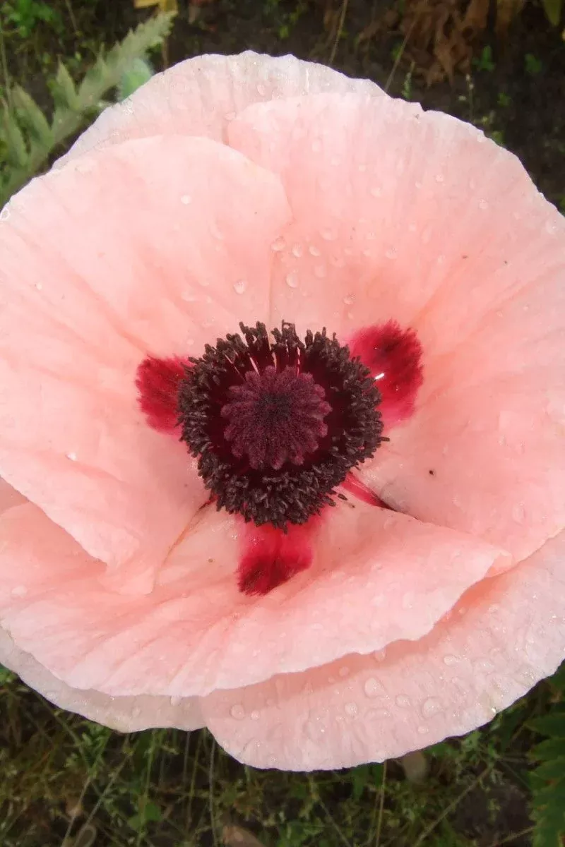 Paradiso Oriental Poppies