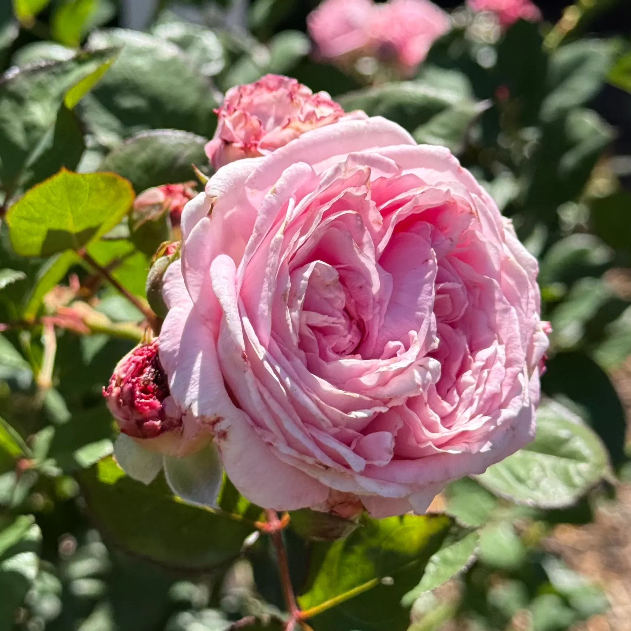 Parfuma Summer Romance™Potted Rose Bush