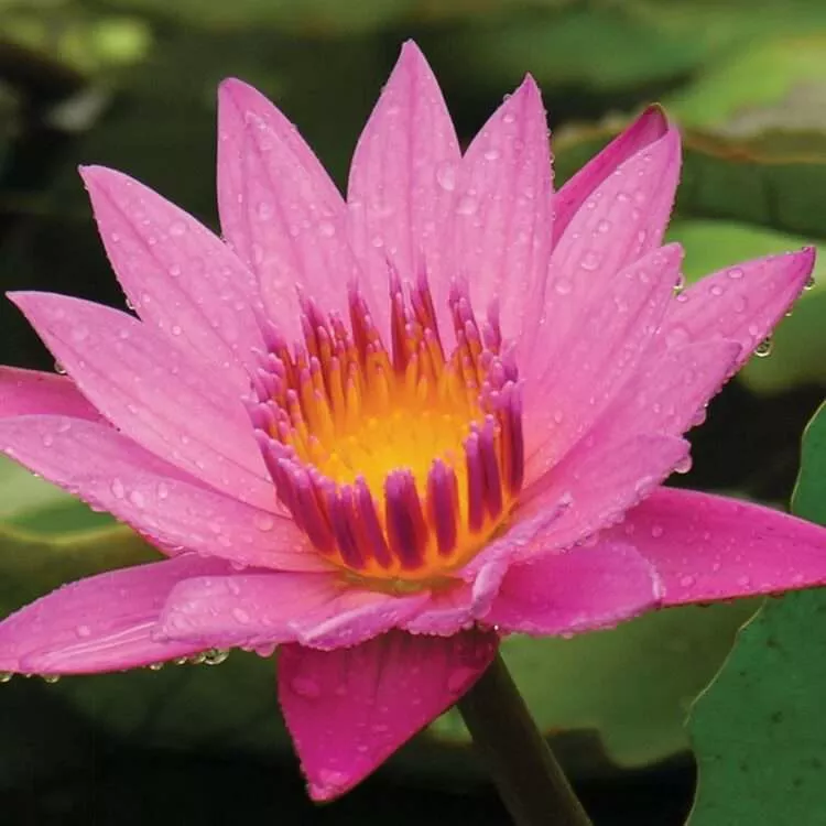 ‘Patricia’ Tropical Water Lily