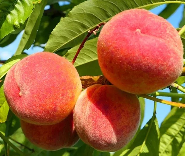 Peach-Tropic Beauty Tree