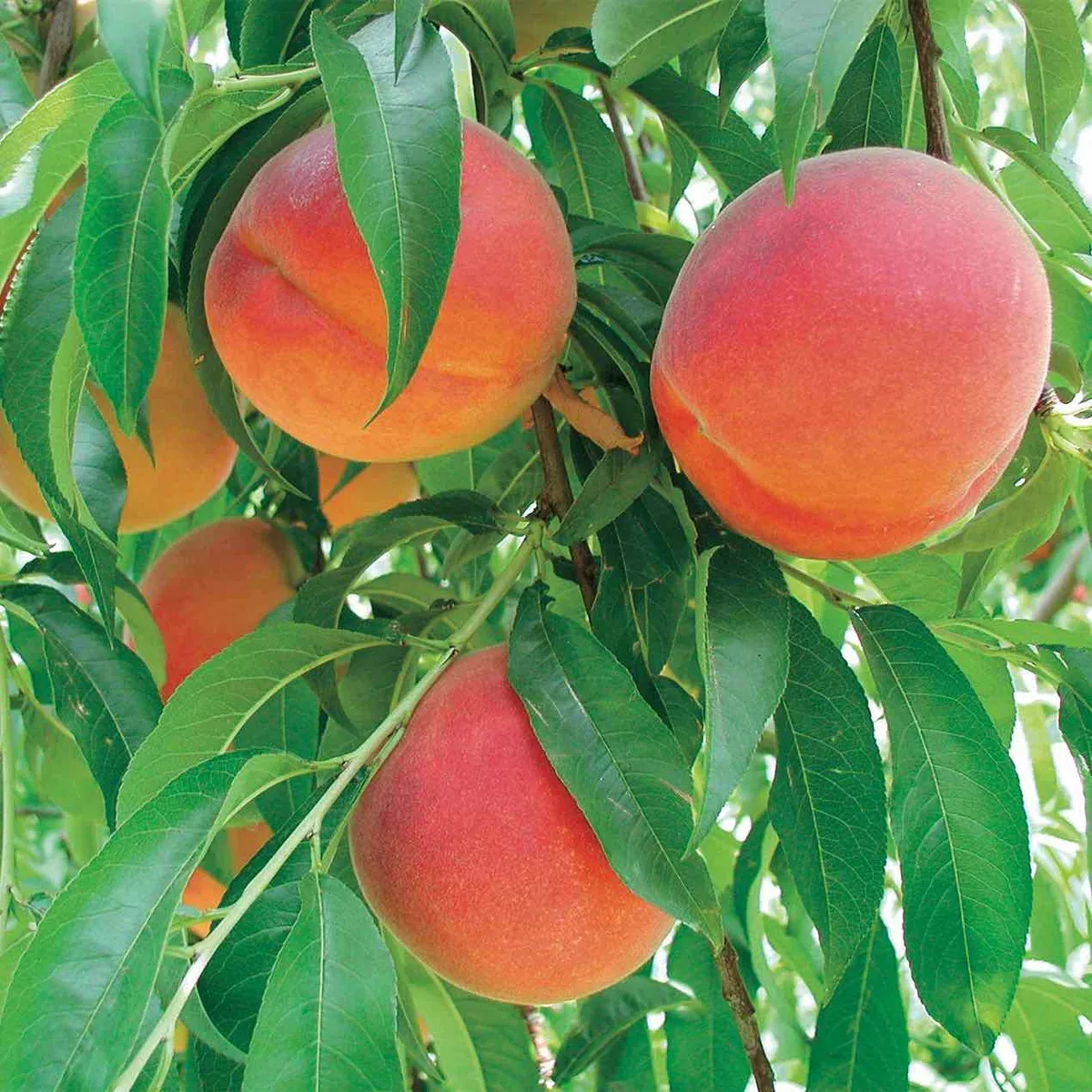 Peach-Tropic Sweet