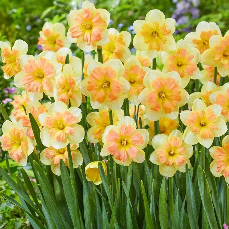 Peachy Dream Daffodil - Breck's Flower Bulbs