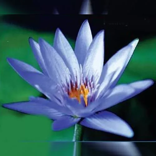 ‘Pennsylvania’ Tropical Water Lily