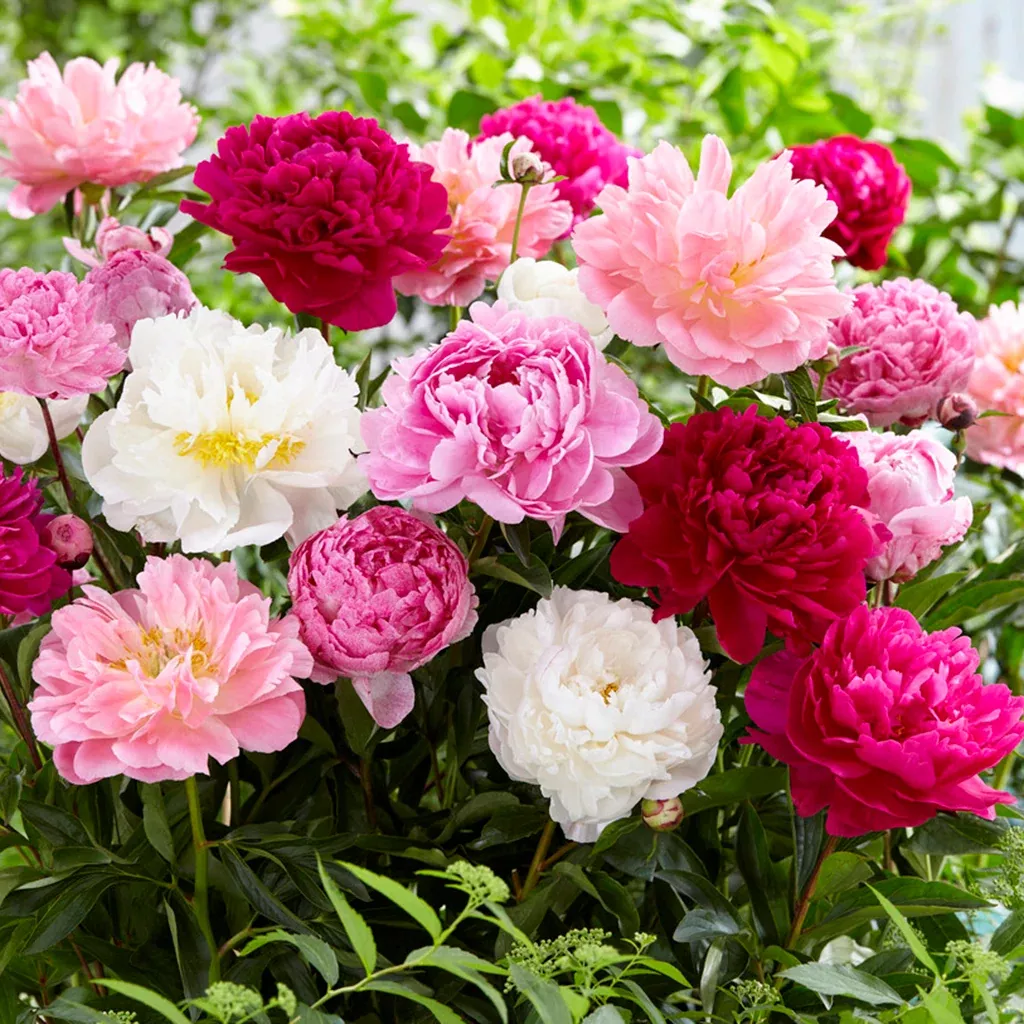 Peony - Mammoth Sized Roots Blend