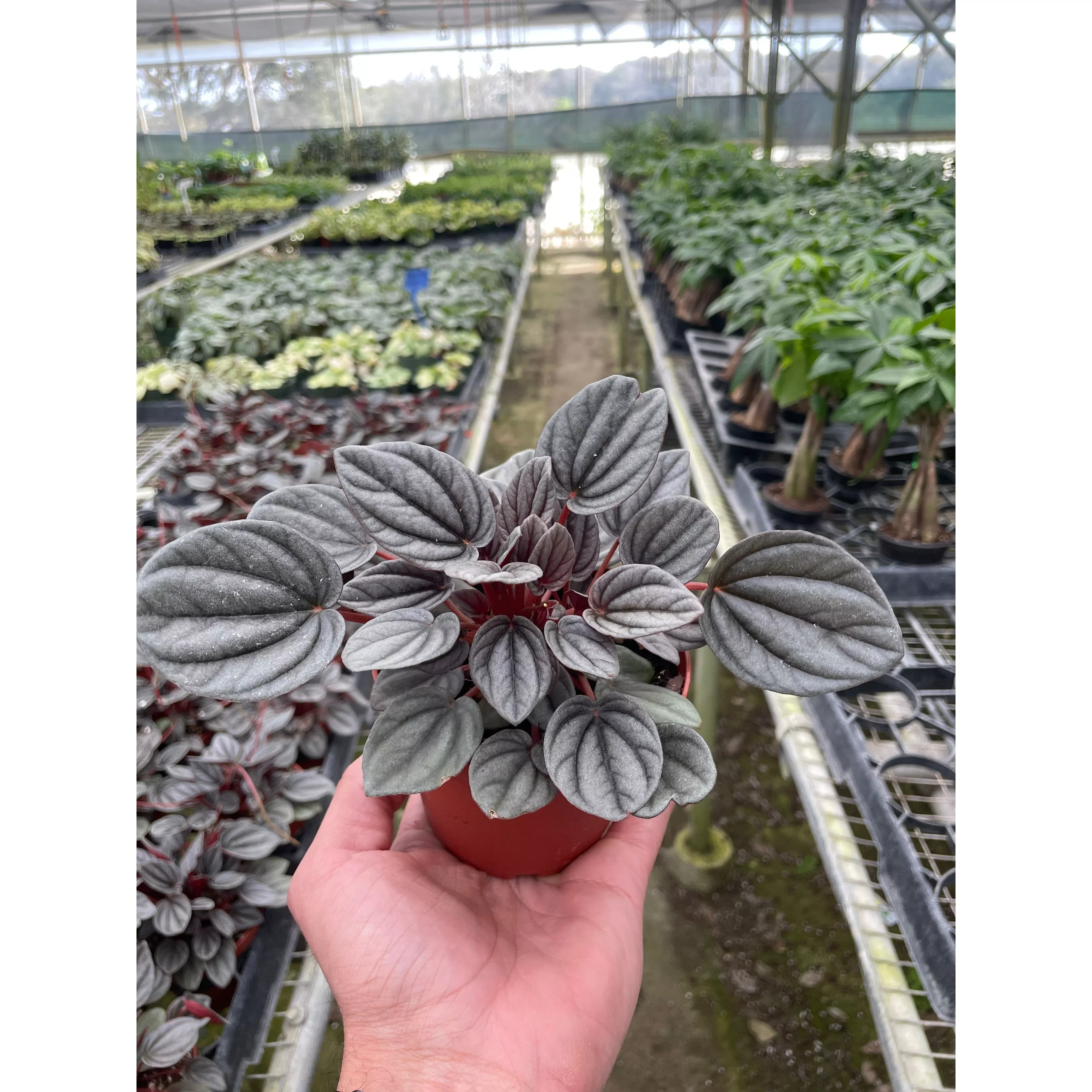 Peperomia 'Mendoza'