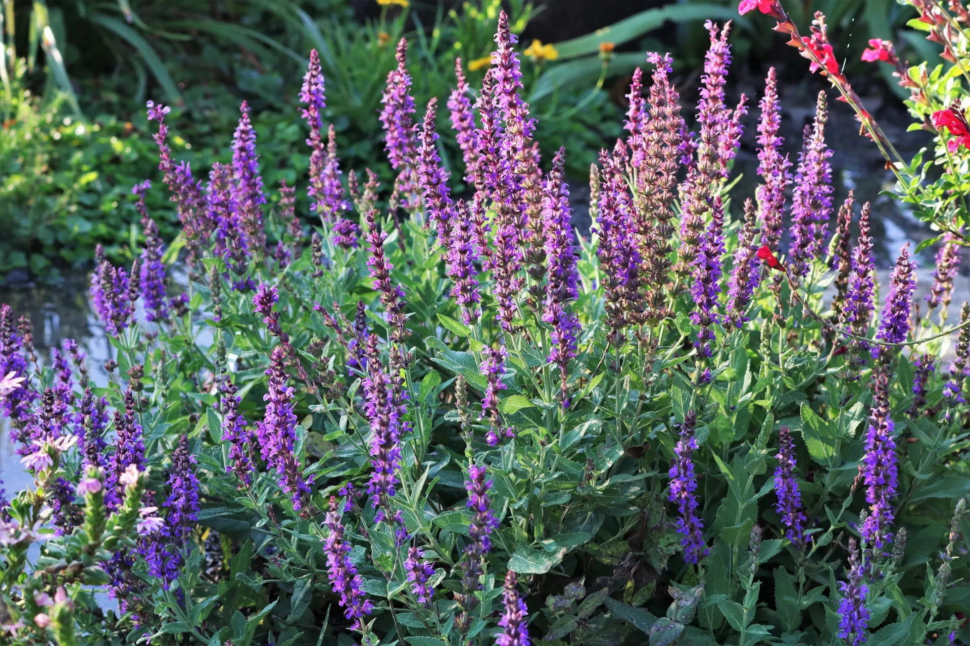 Perennial Salvia