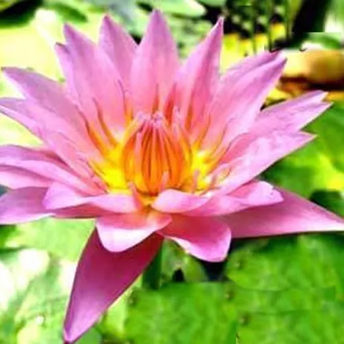 ‘Persian Lilac’ Tropcial Water Lily