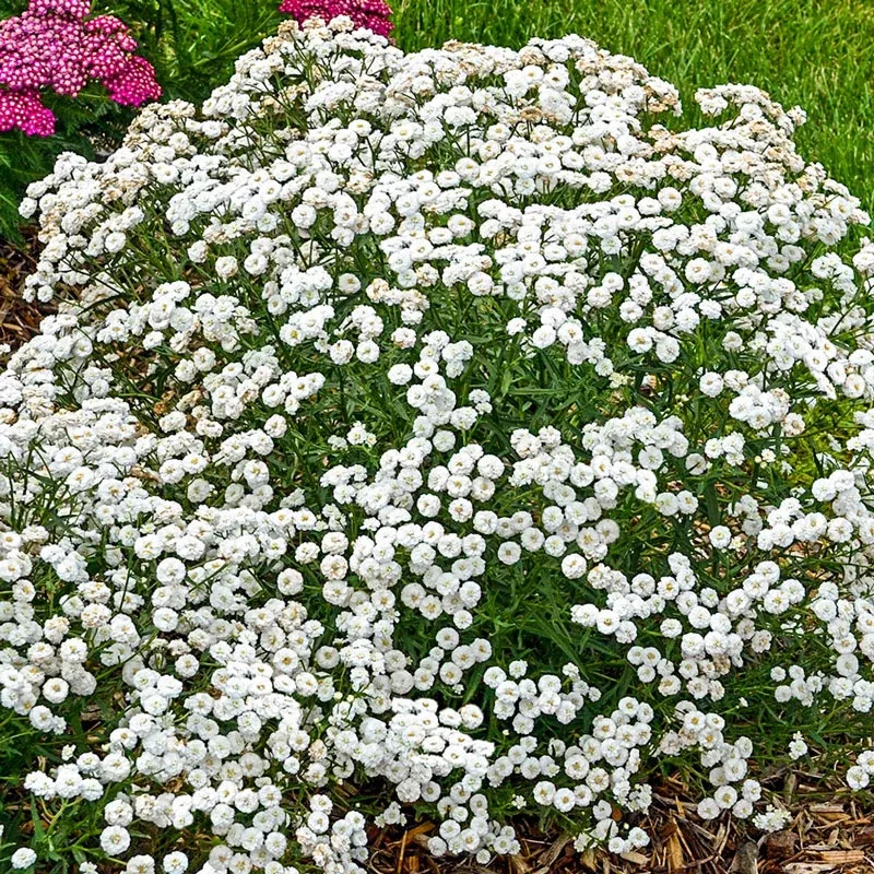 Peter Cottontail Yarrow - Breck's Flower Bulbs