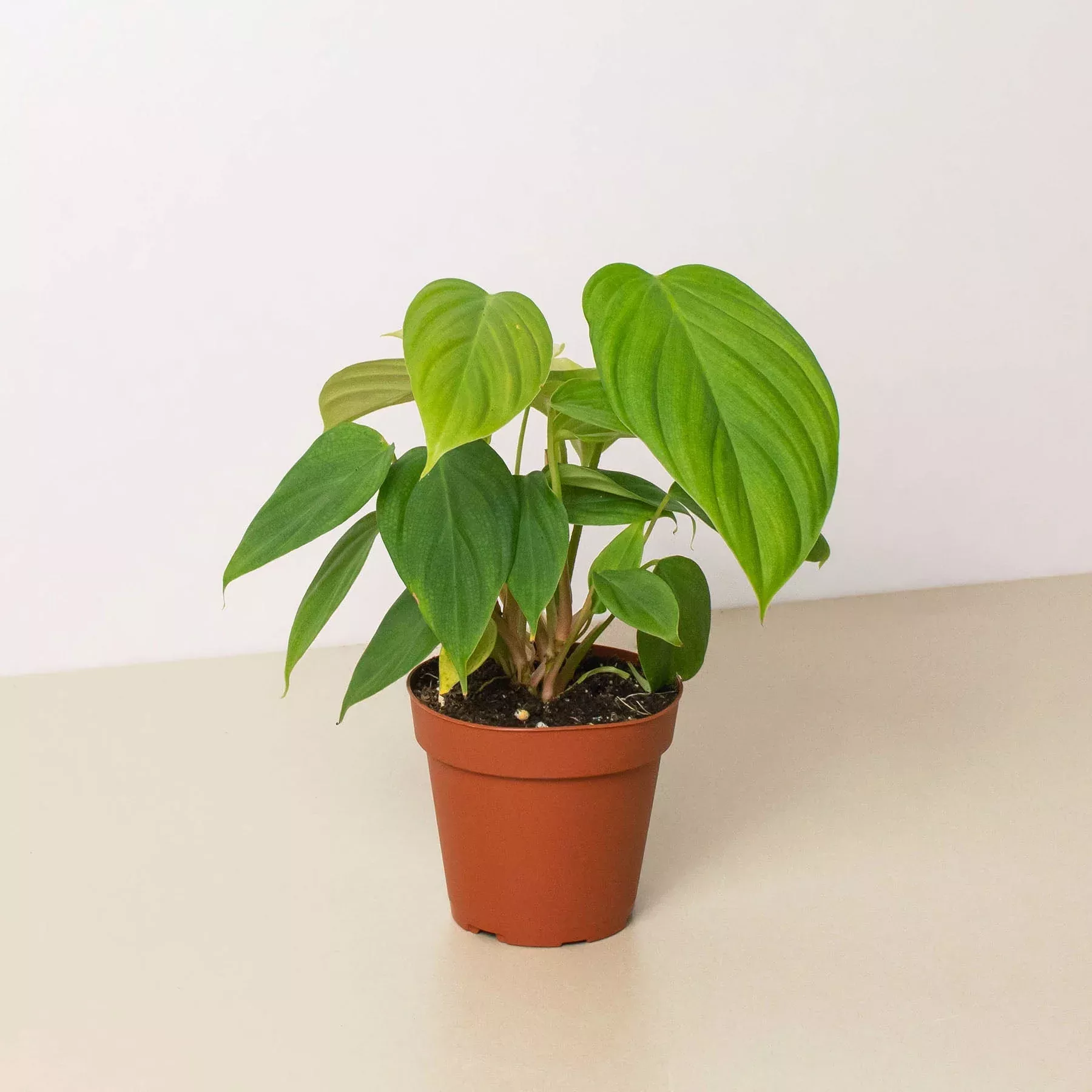 Philodendron 'Fuzzy Petiole'
