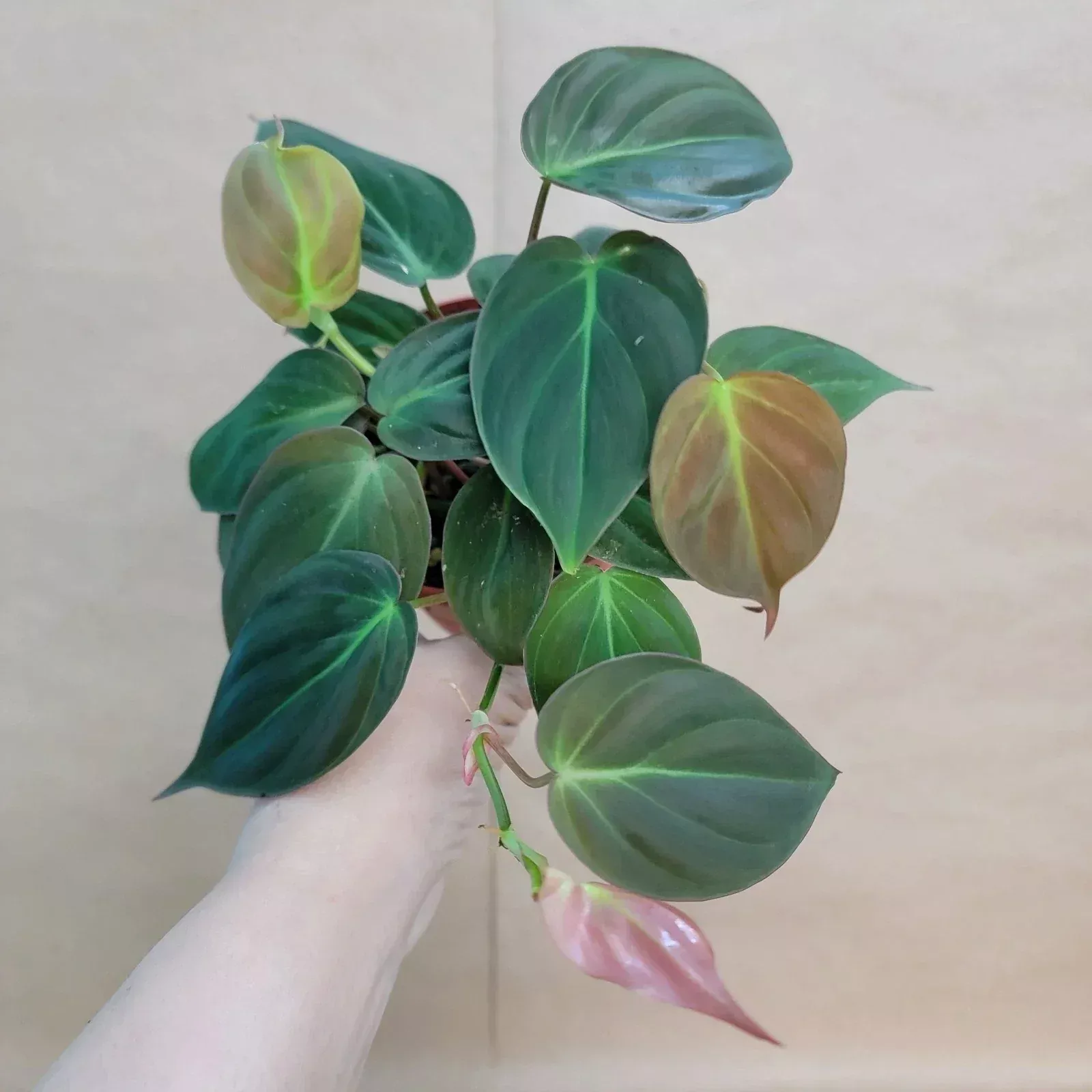 Philodendron Micans 4